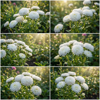 Aster Callistephus Chinensis – Pompon White Flower Seeds