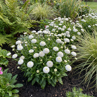 Aster Callistephus Chinensis – Pompon White Flower Seeds