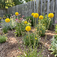 Craspedia Craspedia Globosa – Billy Buttons Garden Flower Seeds