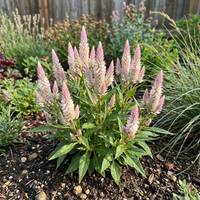 Celosia Celosia Spicata – Flamingo Garden Flower Seeds