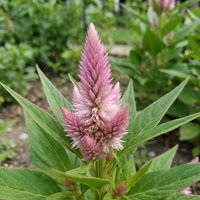 Celosia Celosia Spicata – Flamingo Garden Flower Seeds