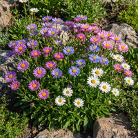 Aster Aster Alpinus – Alpine Mixed Color Flower Seeds
