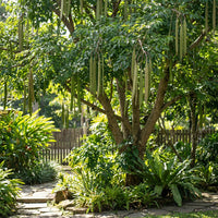 Oroxylum Indicum – Ornamental Midnight Horror Flowering Tree Seeds
