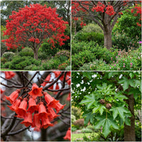 Illawarra Flame Tree Brachychiton Acerifolius – Flowering Tree Seeds
