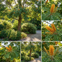 Southern Silky Oak Grevillea Robusta – Ornamental Tree Seeds