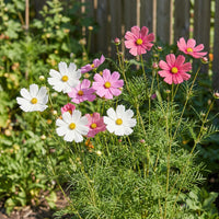 Sensation Tall Mixed Cosmos – Colorful Wildflower Seeds
