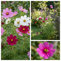 Sensation Tall Mixed Cosmos – Colorful Wildflower Seeds