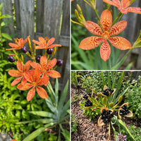 Blackberry Lily Belamcanda chinensis – Ornamental Garden Seeds