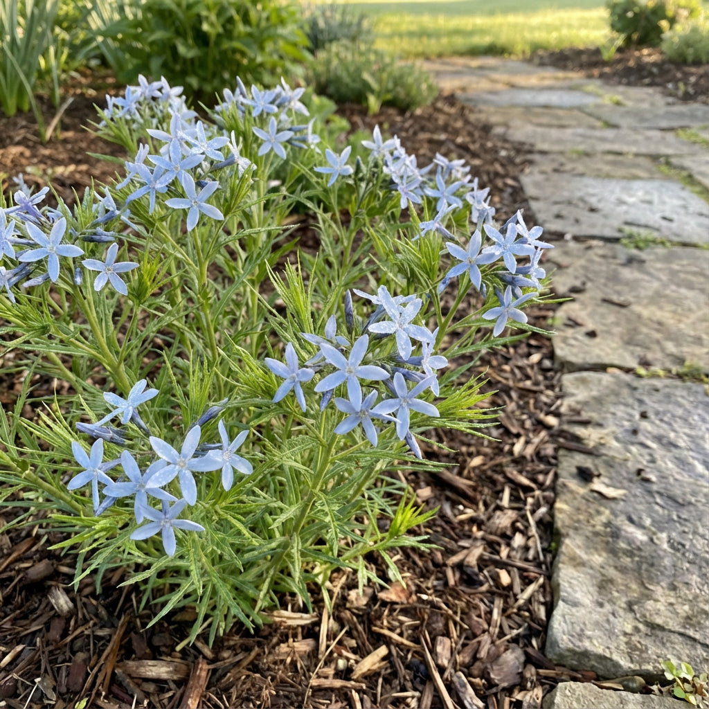 Blue Star – Hardy Wildflower Garden Seeds