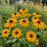 Black Eyed Susan – Colorful Wildflower Garden Seeds