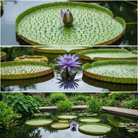 Prickly Water Lily Euryale Ferox – Edible Aquatic Plant Seeds