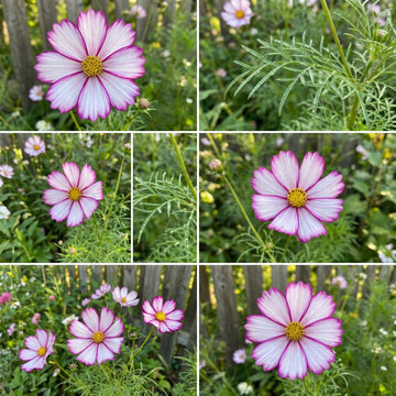 Candystripe Cosmos – Colorful Wildflower Garden Seeds