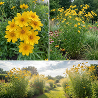Tall Coreopsis – Perennial Wildflower Garden Seeds