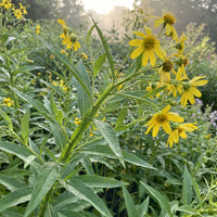 Wingstem – Native Wildflower Garden Seeds
