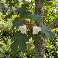 Bayur Tree Pterospermum Acerifolium – Fragrant Flowering Tree Seeds