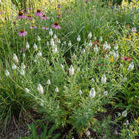White Prairie Clover – Native Wildflower Garden Seeds