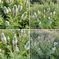 White Prairie Clover – Native Wildflower Garden Seeds