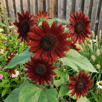 Chocolate Sunflower Seeds for Planting Exotic Flowers Category eg, Flower Seeds