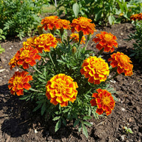 French Marigold – Big Orange and Yellow Flower Seeds