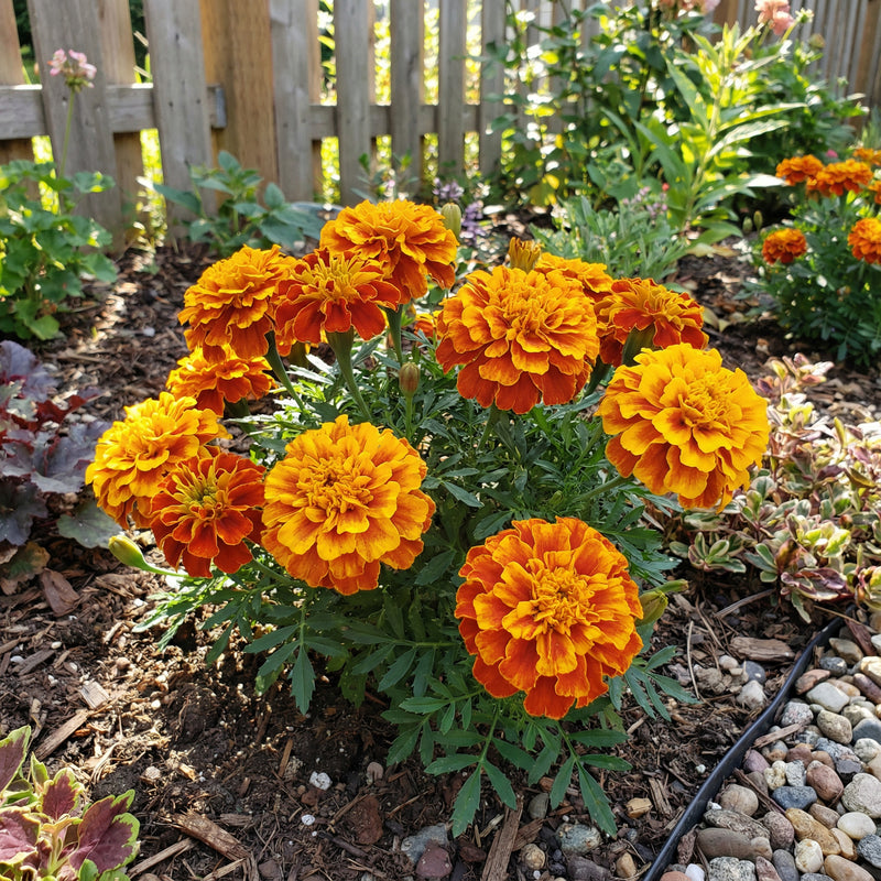 French Marigold – Big Orange and Yellow Flower Seeds