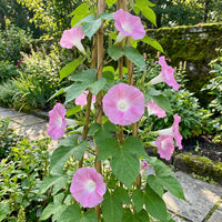 Furisode Japanese Morning – Garden Flower Seeds