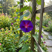 Jamani Rani Purple – Garden Flower Seeds