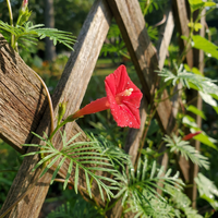 Cardinal Climber Ipomoea – Garden Flower Seeds