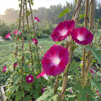 Okina Haru Japanese – Garden Flower Seeds