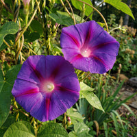 Violet Blast Japanese – Garden Flower Seeds