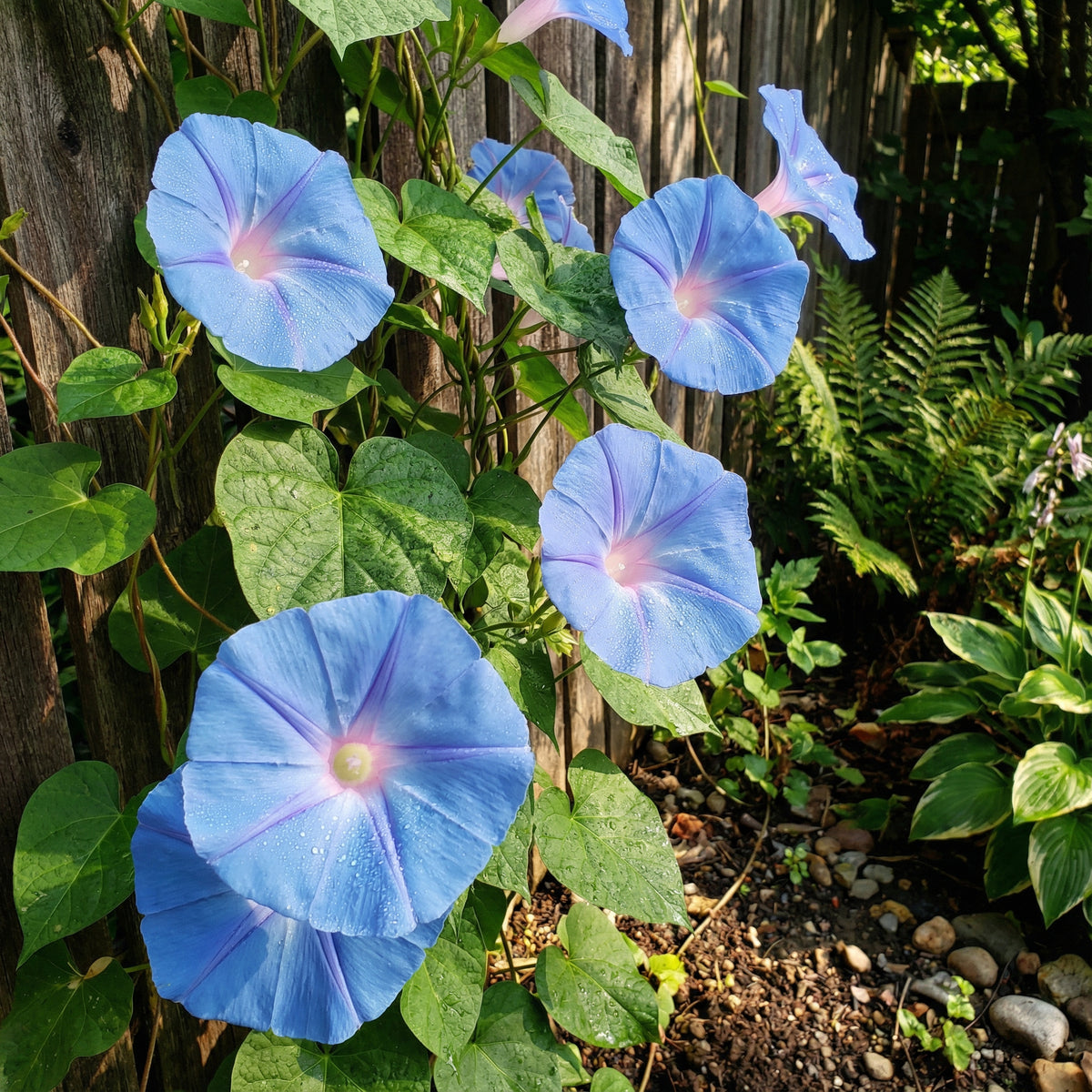 Entireleaf Morning Glory – Garden Flower Seeds