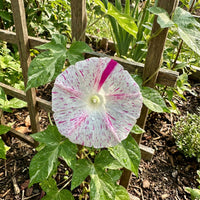 Red Speckled Japanese – Garden Flower Seeds