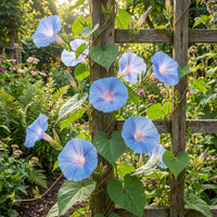 Entireleaf Morning Glory – Garden Flower Seeds