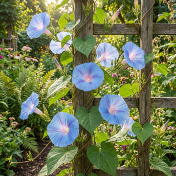 Entireleaf Morning Glory – Garden Flower Seeds