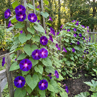 Grandpa Ott Ipomoea – Garden Flower Seeds
