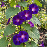 Dark Blue Little – Garden Flower Seeds