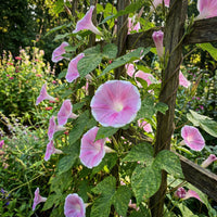 Mauve Picotee Japanese – Garden Flower Seeds