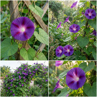 Phoenicia Japanese Morning – Garden Flower Seeds