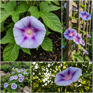 Silver Shadows Japanese – Garden Flower Seeds