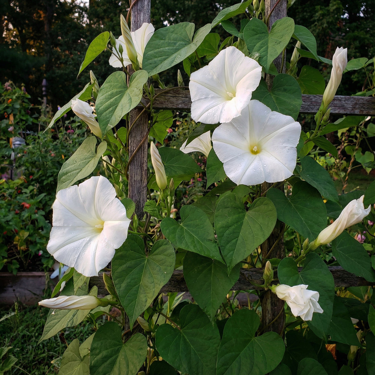 Moonflower Ipomoea Alba – Garden Flower Seeds