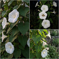 Moonflower Ipomoea Alba – Garden Flower Seeds