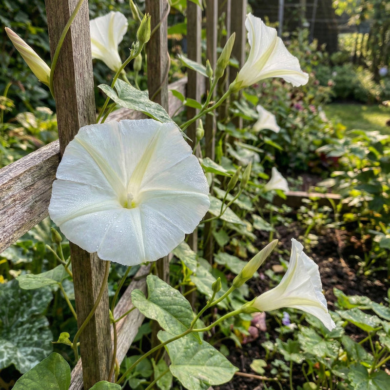 Crystal Bells Ipomoea – Garden Flower Seeds