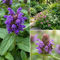 Self Heal Prunella Grandiflora – Light Blue Garden Flower Seeds