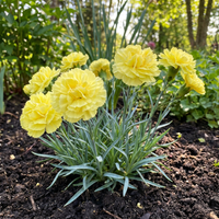 Carnation Dianthus Caryophyllus – Yellow Garden Flower Seeds