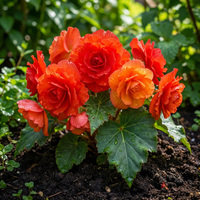 Begonia Begonia Tuberosa – Tuberous Double Mixed Color Flower Seeds