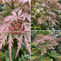Pink Split Maple – Garden Flower Seeds