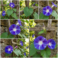 Purple Streak Youjiro – Garden Flower Seeds