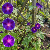 Plum Delight Japanese – Garden Flower Seeds