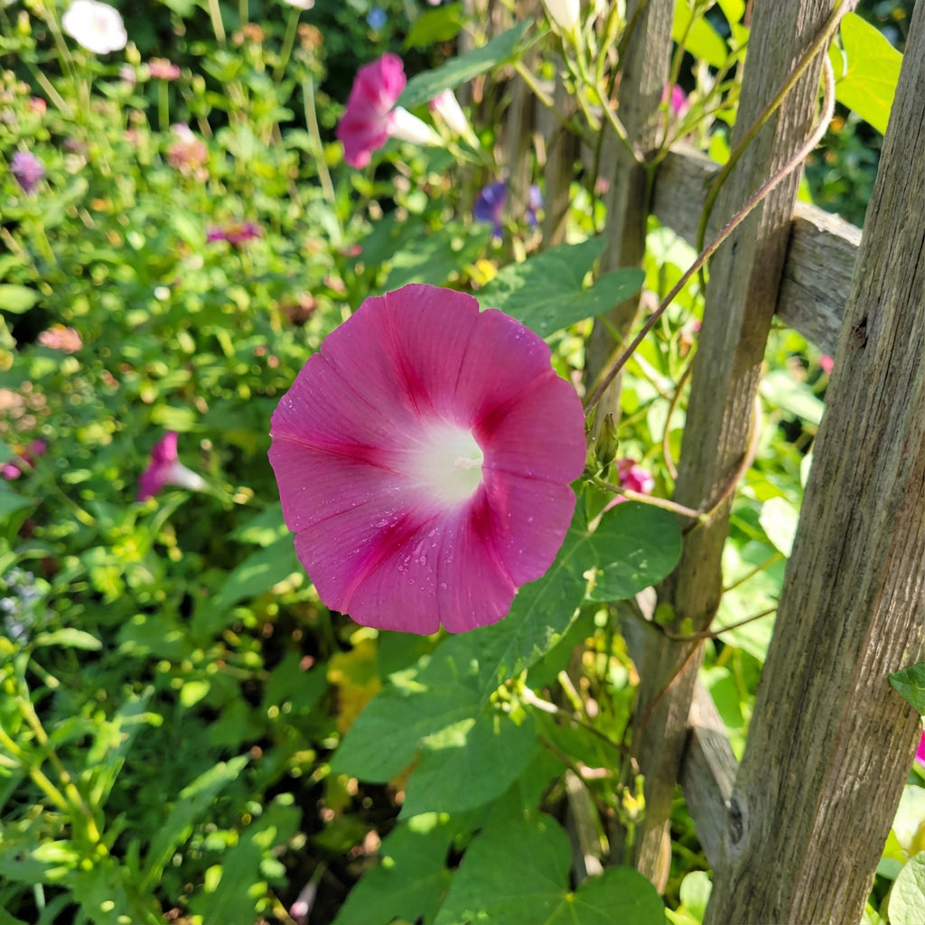 Pink Shibori Hige – Garden Flower Seeds