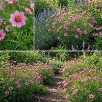 Coreopsis Flower Seeds – Annual Garden Flower Seeds for Planting
