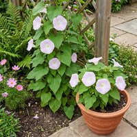Light Pink Kawaii – Garden Flower Seeds